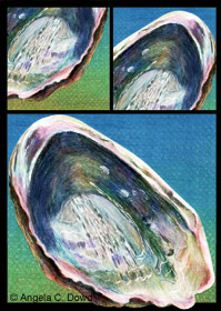 drawing of abalone shells
