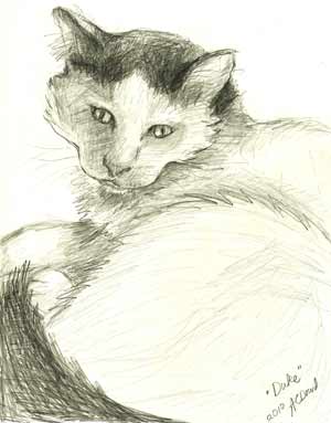 pencil portrait of duke the cat