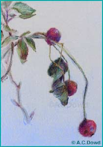 Drawing of rose hips