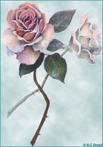 Drawing of roses