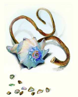 Shell with seaweed and stones