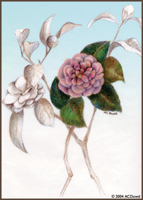 drawing of pink camelias