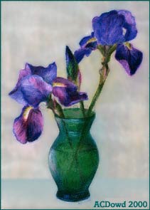 purple irises 