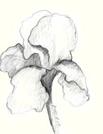 iris drawing