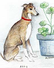 prismacolor drawing of an Italian Grayhound dog