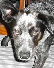photo of a blue healer dog