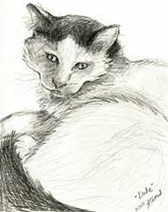 large cat sitting in the sun