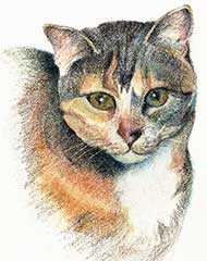 prismacolor drawing of a 