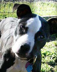 photo of a pit bull dog