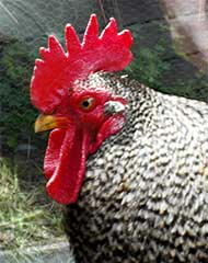 photo of a rooster