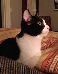 photo of black and white kitten