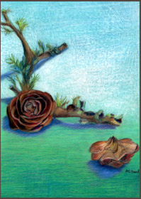 Drawing of pine roses