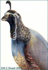 Quail drawing