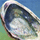 abalone icon