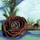 pine rose  icon